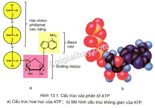 Adp là gì trong sinh học 10