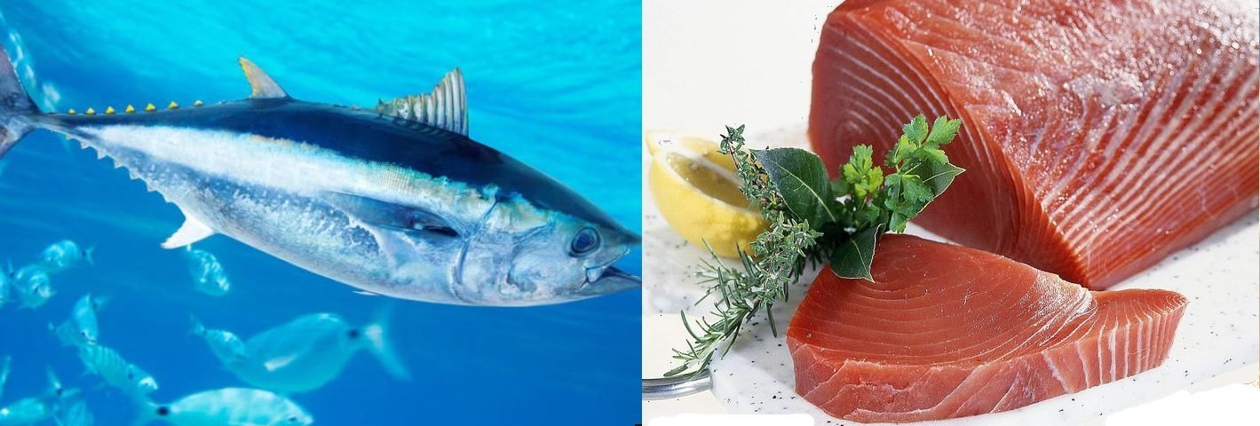Cá ngừ là cá gì