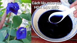 Cách lấy màu từ hoa đậu biếc tươi