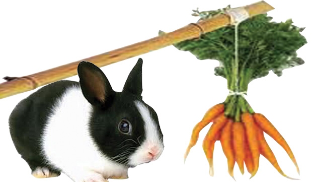 Cây gậy và củ cà rốt là gì