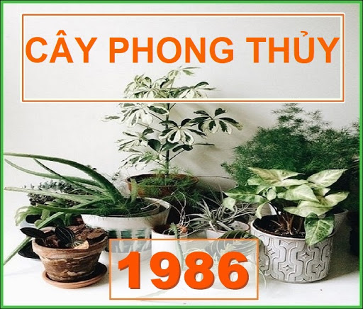 Người sinh năm 1986 Bính Dần hợp cây phong thuỷ nào  Tập đoàn Trần 