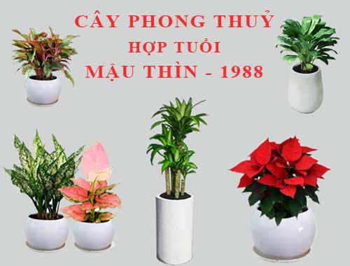 Cây hợp mệnh mộc 1988