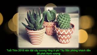 Cây phong thủy theo tuổi 2018