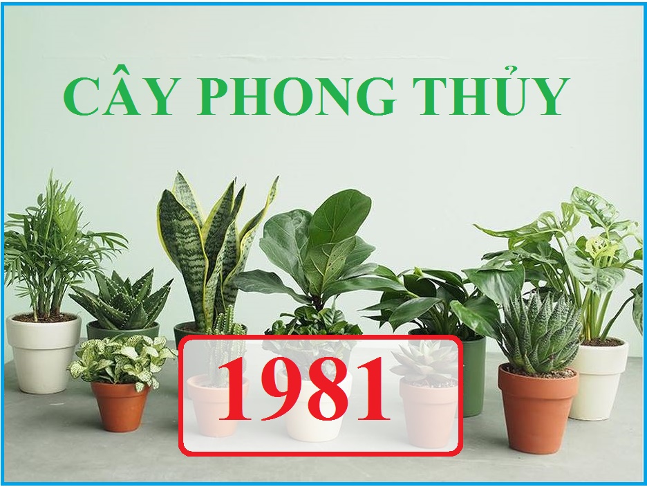 Cây phong thủy tuổi dậu 1981