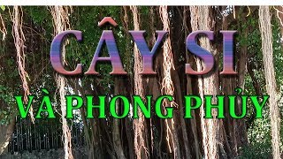 Cay si trong phong thuy