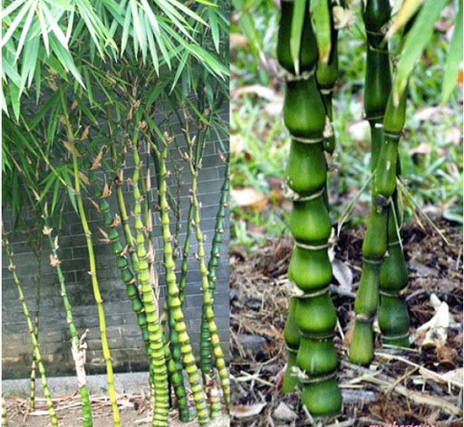 Cây trúc quan âm phong thủy