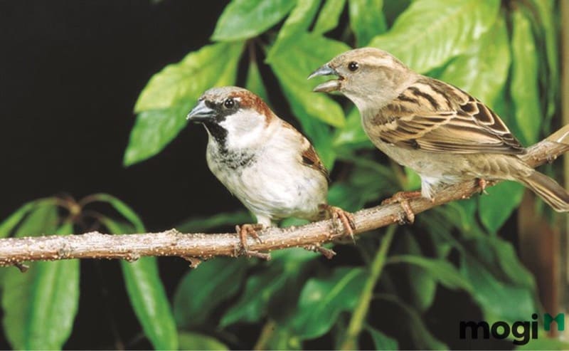 Chim sẻ vào nhà là điềm báo gì