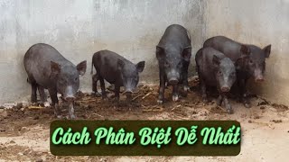 Con heo đen gọi là con gì