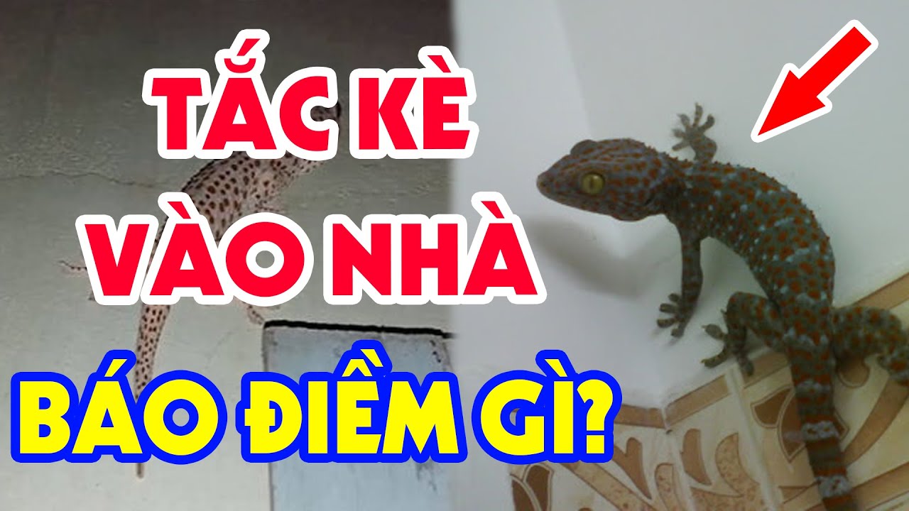 Con tắc kè vô nhà là điềm gì