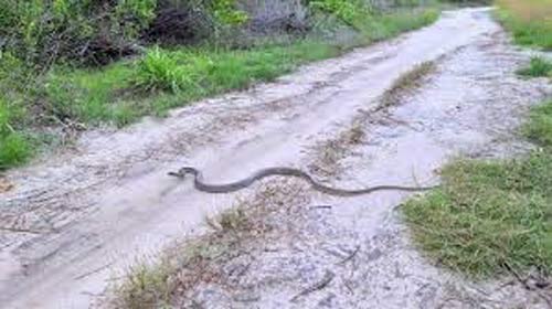 đi đường gặp rắn là điềm báo gì