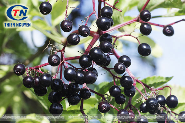 Elderberry là quả gì