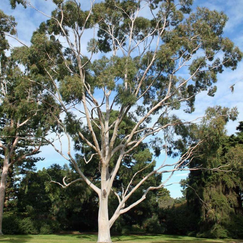 Eucalyptus là cây gì