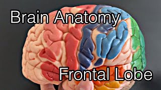 Frontal lobe là gì