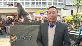 Hachiko là giống chó gì