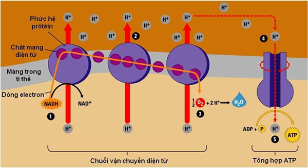 Hô hấp hiếu khí là gì