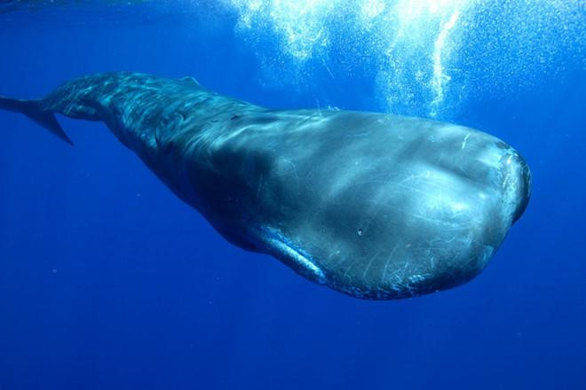 Long diên hương cá voi là gì