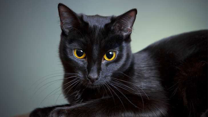 Mèo đen mắt vàng là giống gì