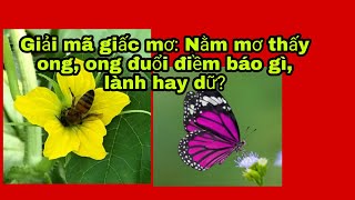 Nằm mơ bị ong đốt là điềm gì