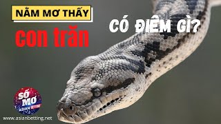 Ngủ mơ thấy trăn là điềm gì